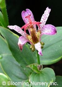 Tricyrtis formosana 'Samurai Blue'